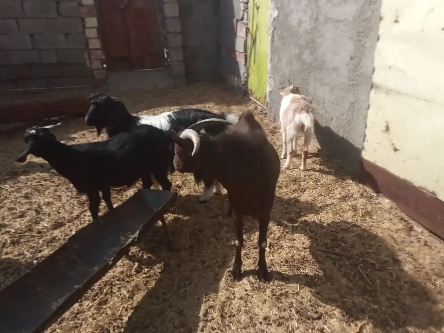 انواع بز نژاد دار|حیوانات مزرعه|زهان, |دیوار