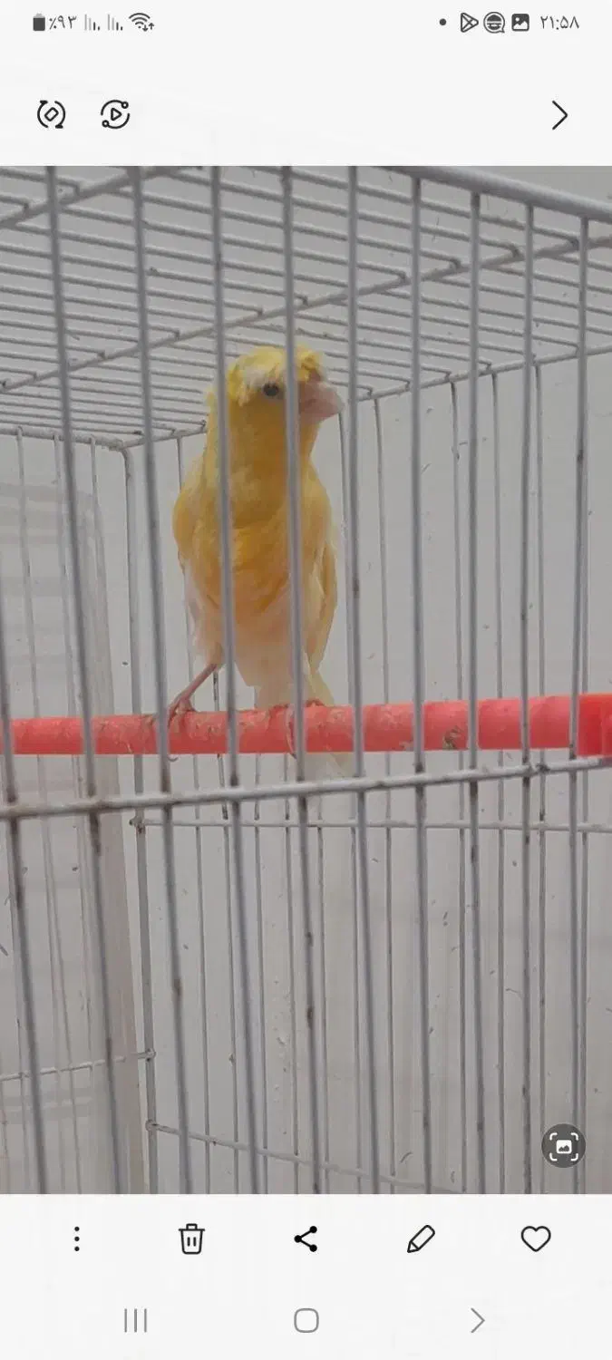 قناری ماده|پرنده|تربتحیدریه, شهرک ولیعصر|دیوار