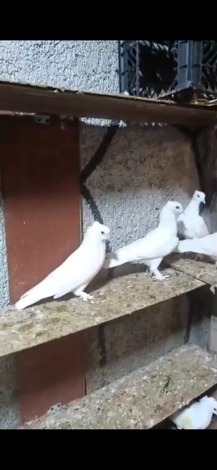 چند عدد کفتر سفید بوشهری ذات دار|پرنده|شیراز, دلجو|دیوار