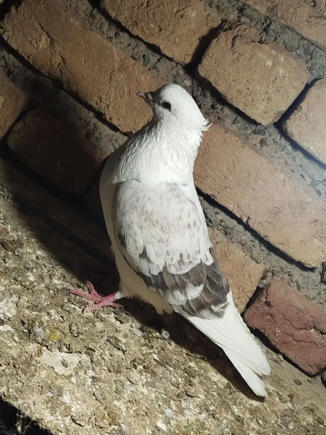 کفتر|پرنده|دهگلان, |دیوار