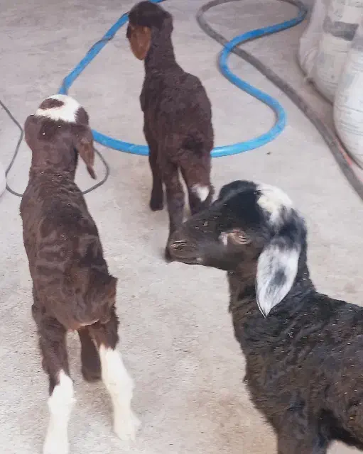 بره شیری|حیوانات مزرعه|خمینی‌شهر, |دیوار