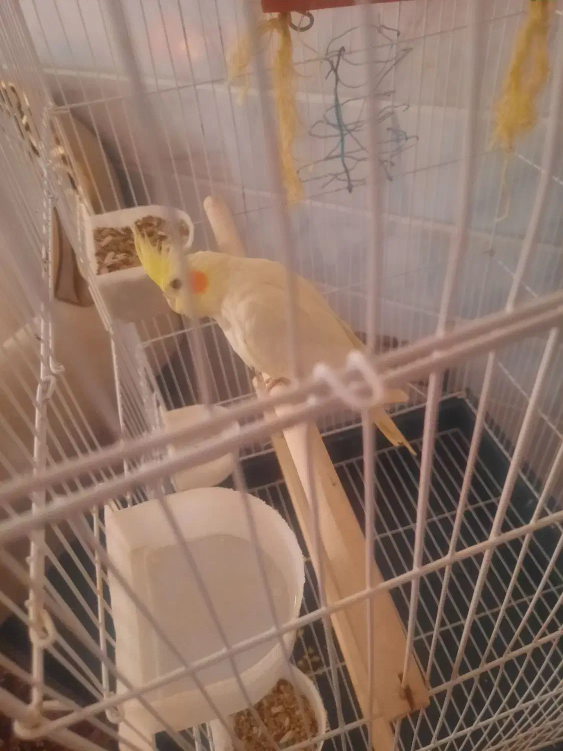 عروس هلندی سخنگو|پرنده|قنوات, |دیوار