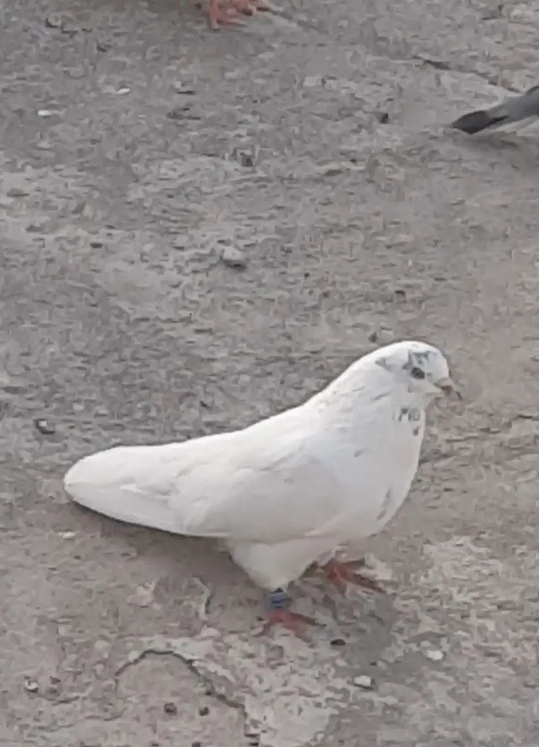 کبوتر اخمو پرش سنگین|پرنده|سرخنکلاته, |دیوار