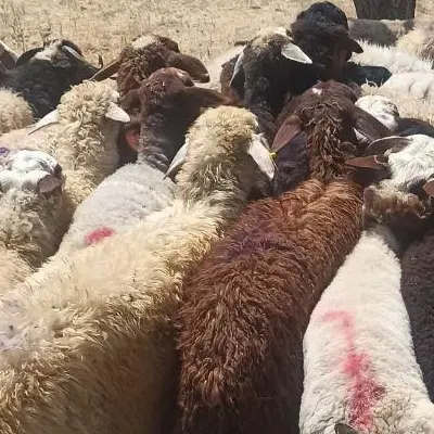 سنایی هفت تیر . زنده .میرزا شیرزای.|حیوانات مزرعه|تهران, سنائی|دیوار