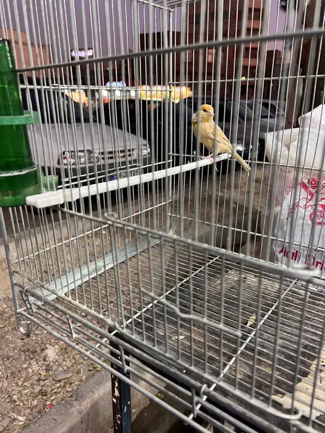 قناری ماده|پرنده|ری, دولت‌آباد|دیوار