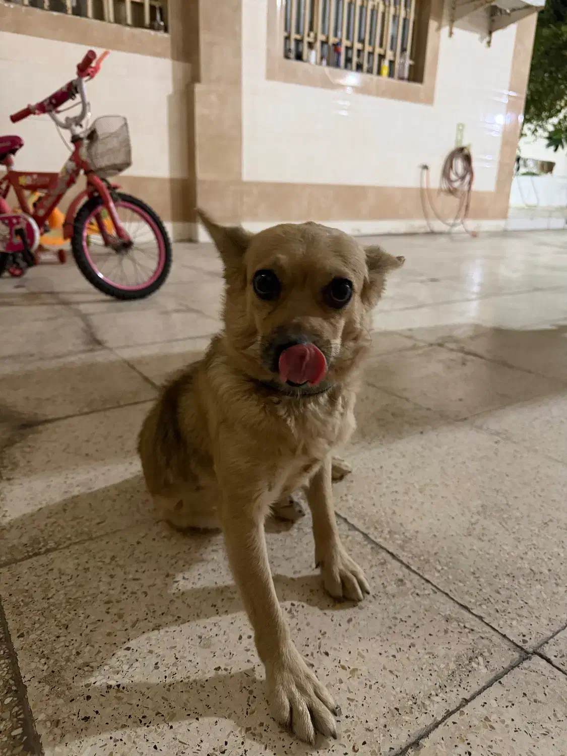 پیدا شده|حیوانات|بندرعباس, |دیوار