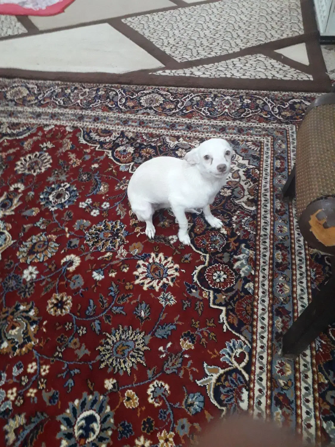 یک عدد سگ ماده یک ساله شی واوا|سگ|خرمشهر, |دیوار