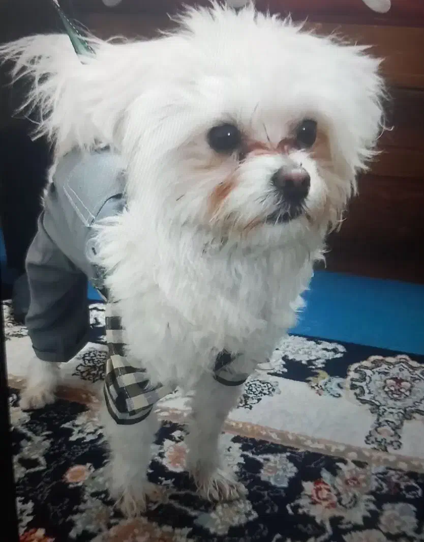 فروشی|سگ|تهران, والفجر (افسریه)|دیوار