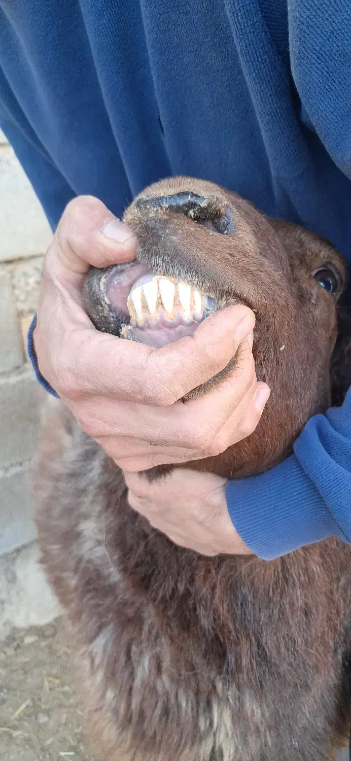 قوچ همو|حیوانات مزرعه|چاپشلو, |دیوار