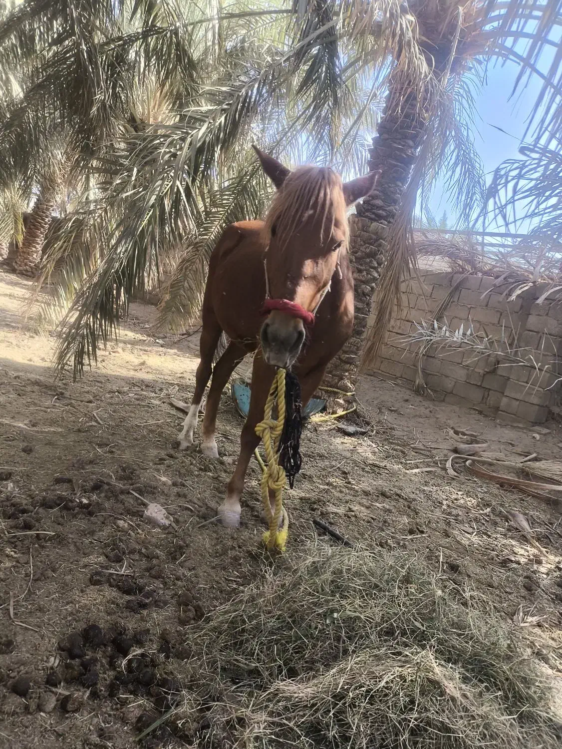 اسب ماده سر حال و شاد|اسب و تجهیزات اسب‌سواری|نرماشیر, |دیوار