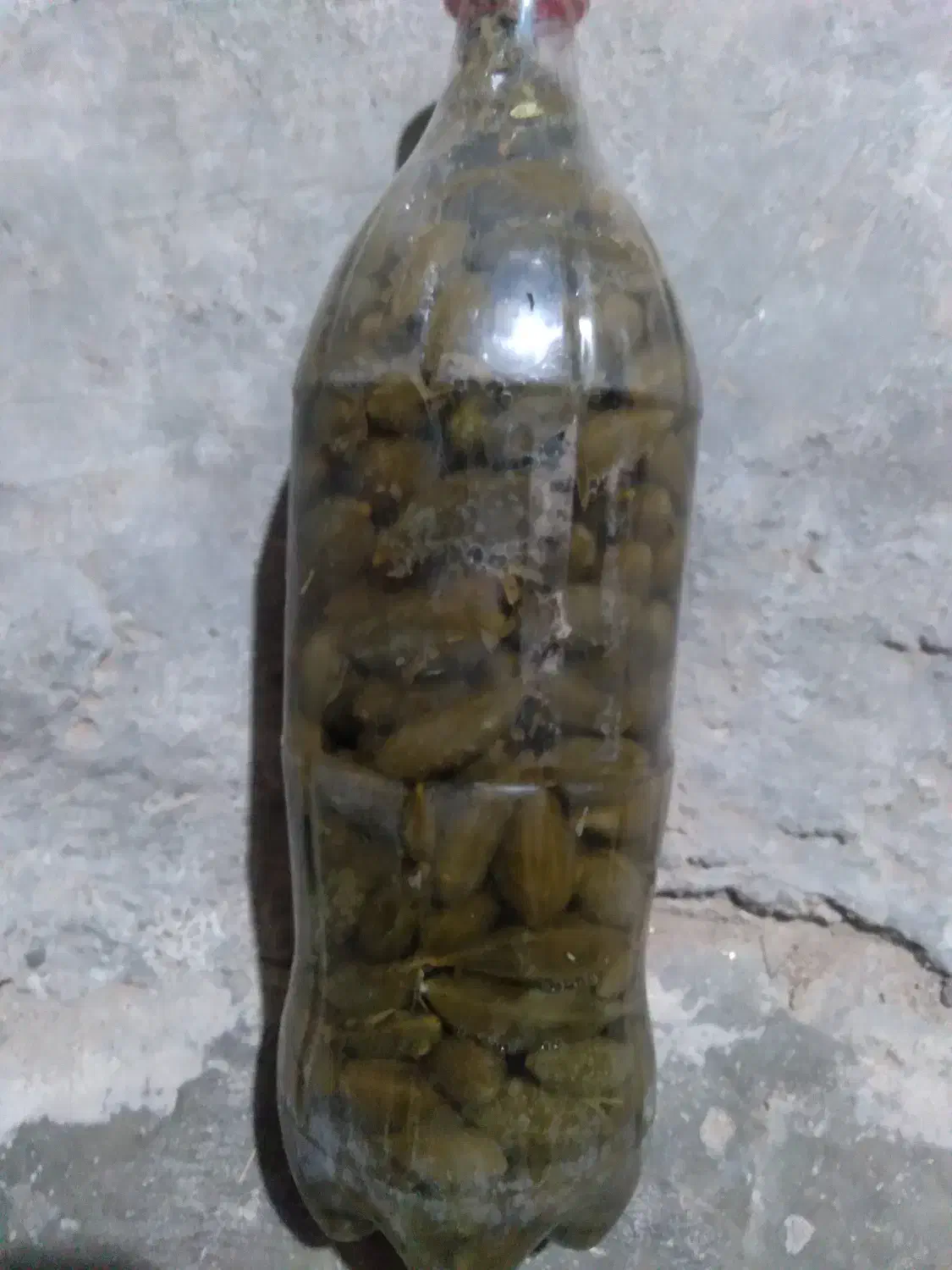 ترشی هندوانه ابوجهل|خوردنی و آشامیدنی|قروه, |دیوار