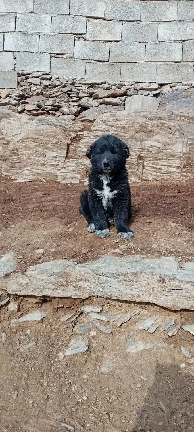 فروشی|سگ|ساروق, |دیوار