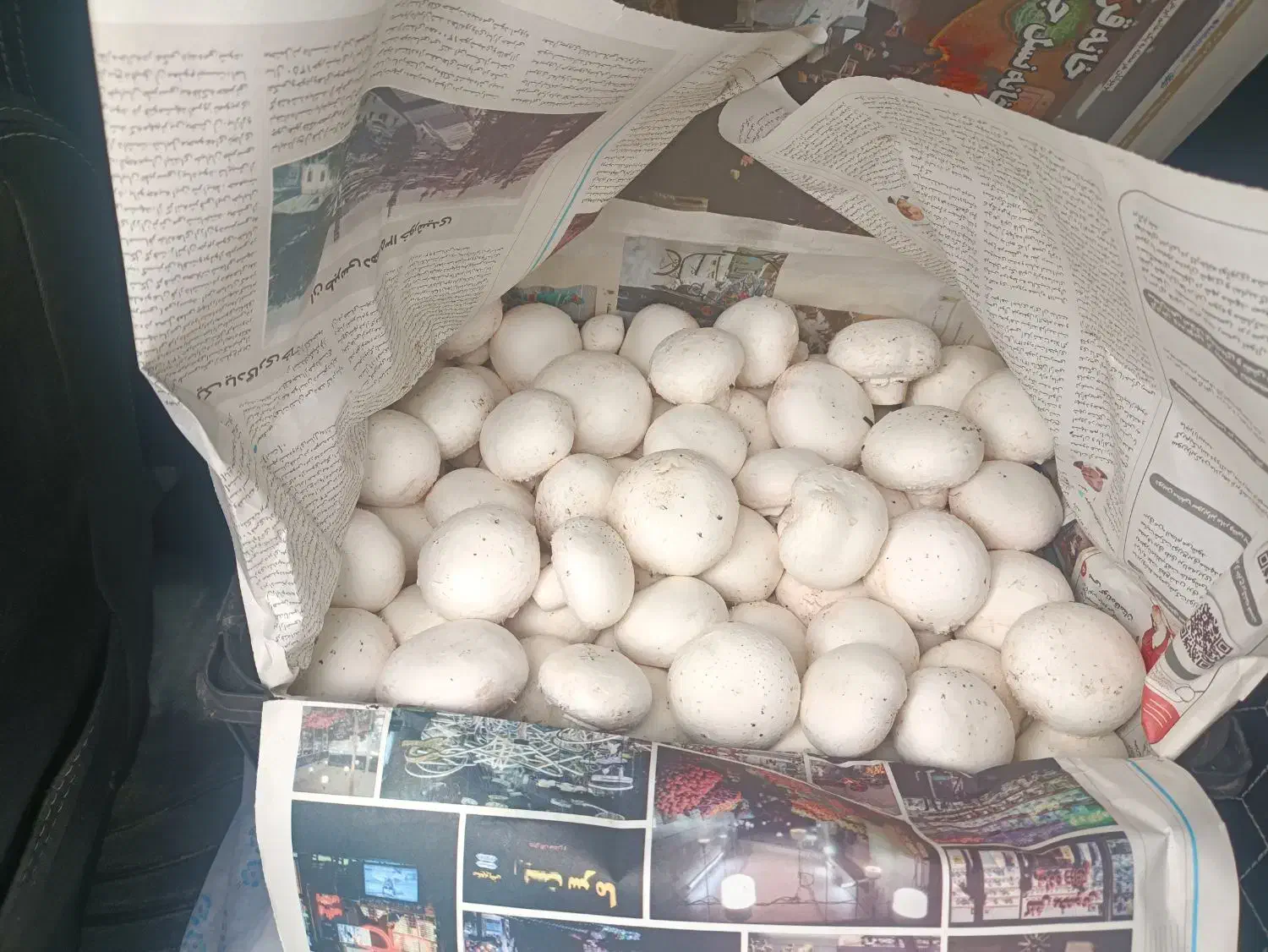 قارچ درجه۱|خوردنی و آشامیدنی|شیروان (خراسان), |دیوار