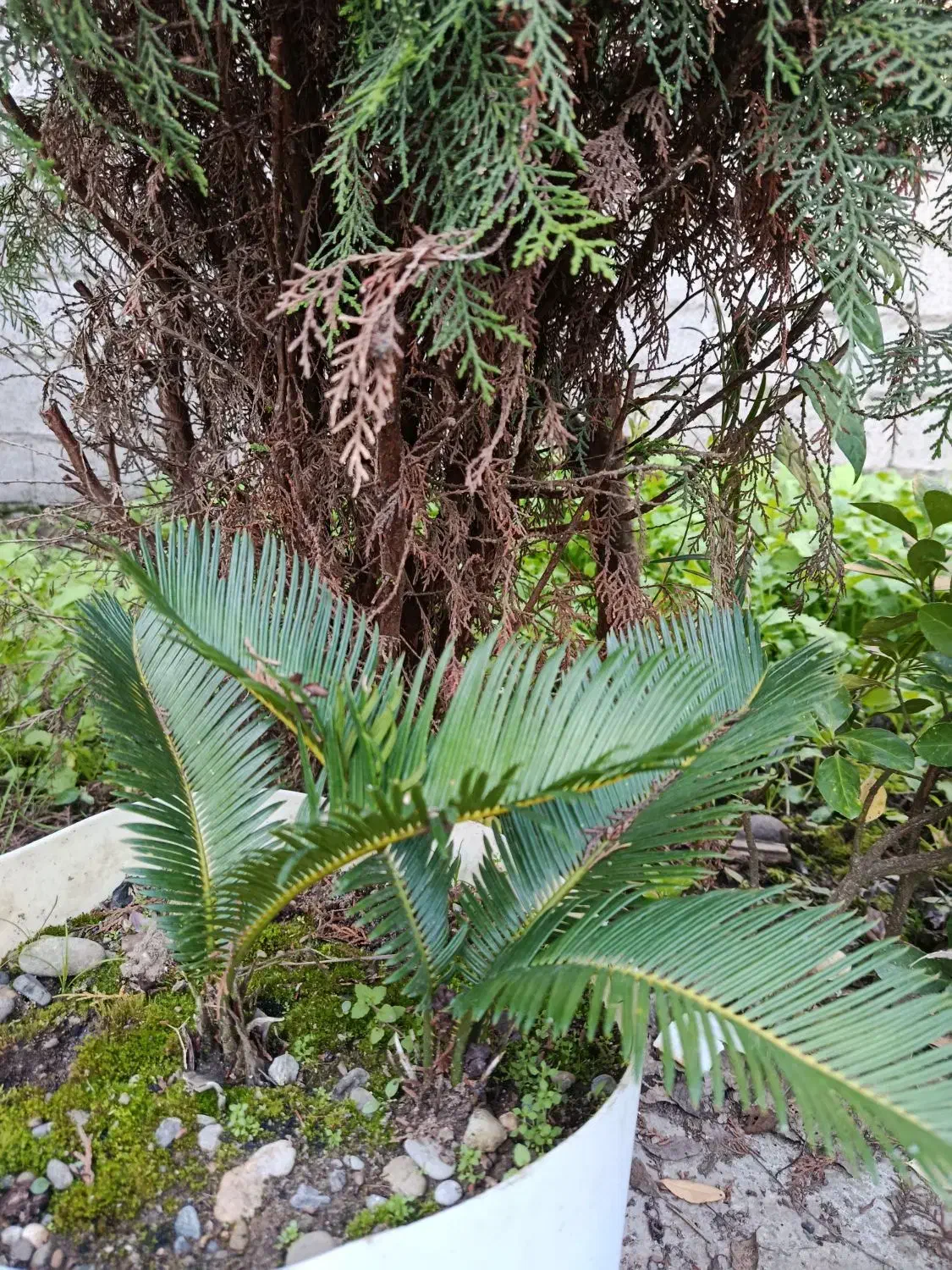 سیکاس . بابا آدم|گل و گیاه طبیعی|خمام, |دیوار