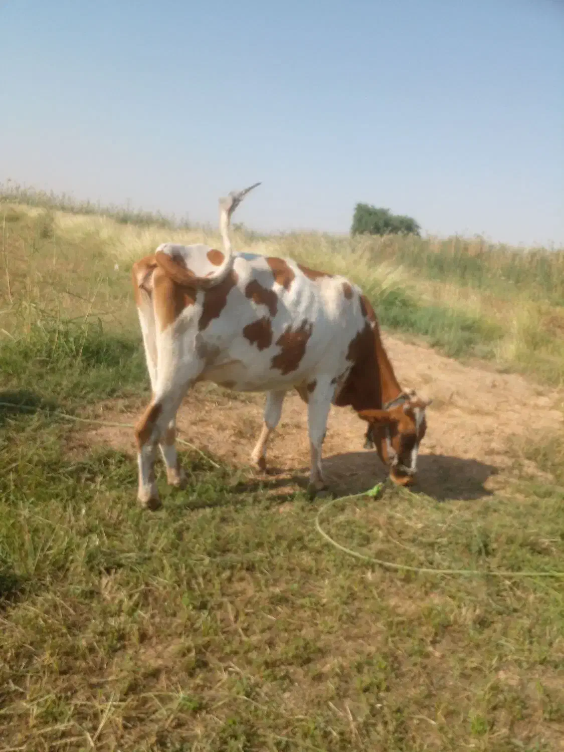 گوساله جوان چاق قصابی|حیوانات مزرعه|گتوند, |دیوار