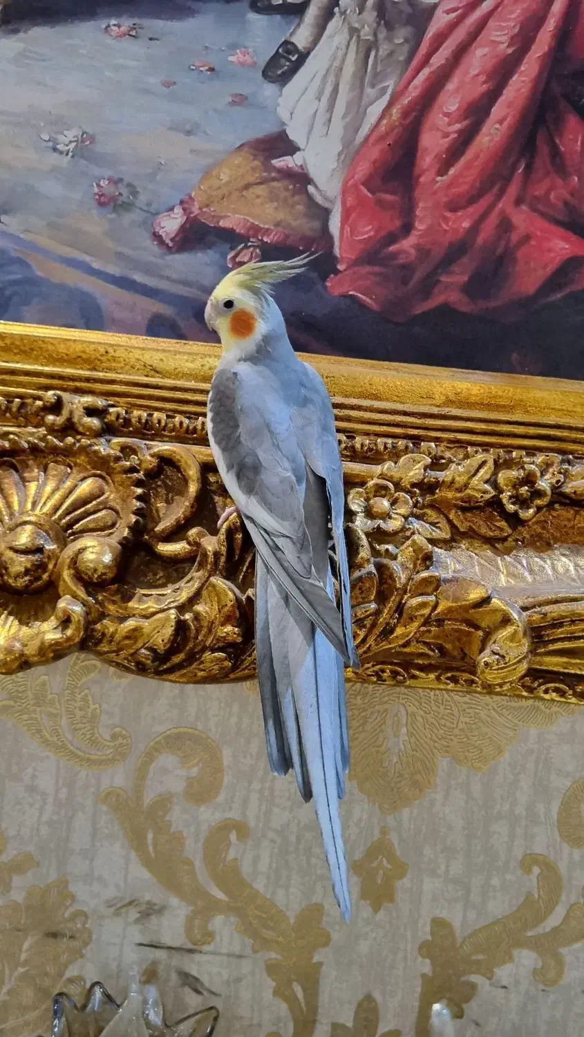 قناری|پرنده|نیشابور, کوی یغما|دیوار