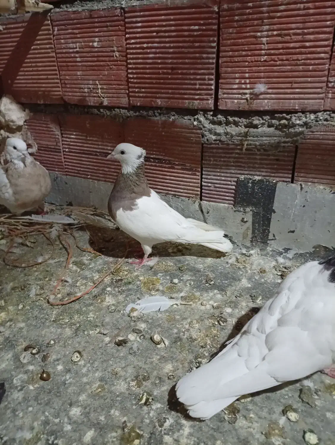 کبوتر طوقی|پرنده|مریوان, |دیوار