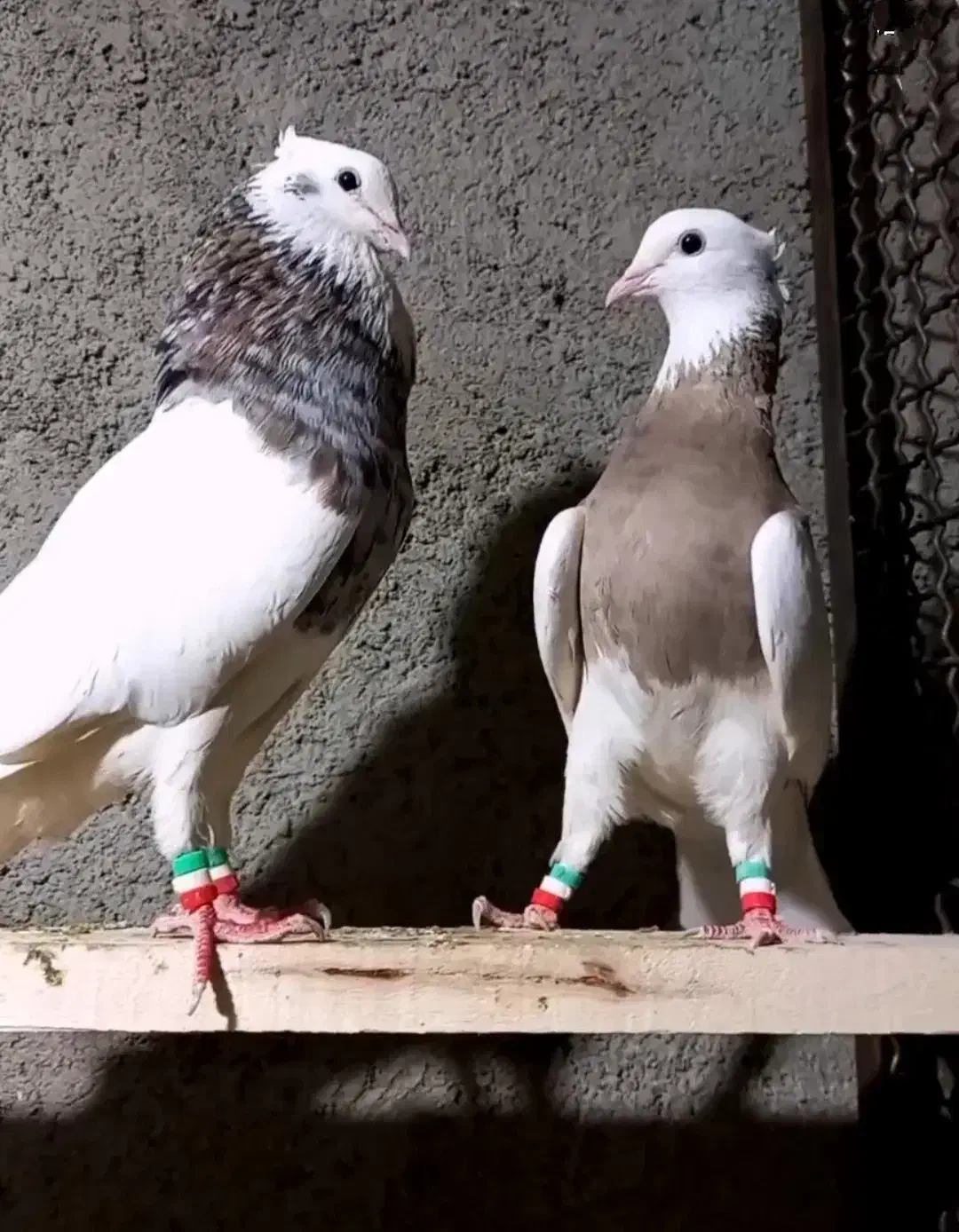 طوقی اصل کرمانشاهی|پرنده|رشت, چمارسرا|دیوار