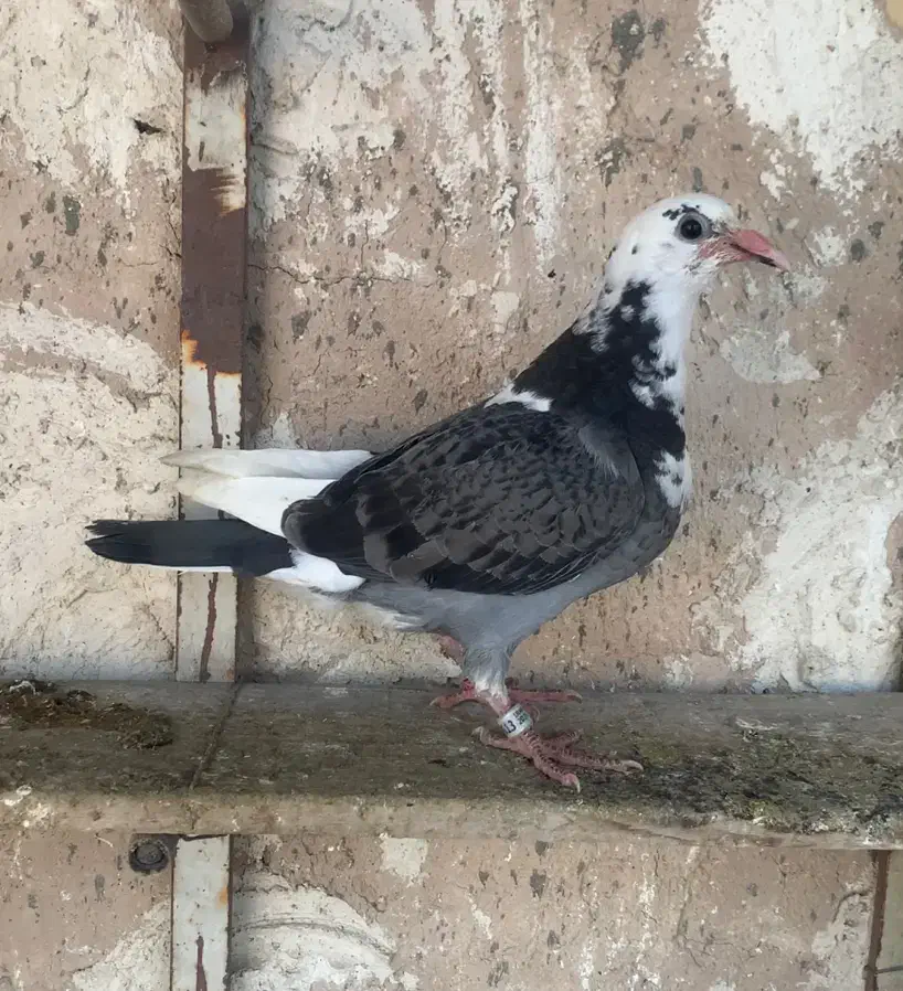 جوجه پلاکی|پرنده|تربت‌حیدریه, رجایی|دیوار