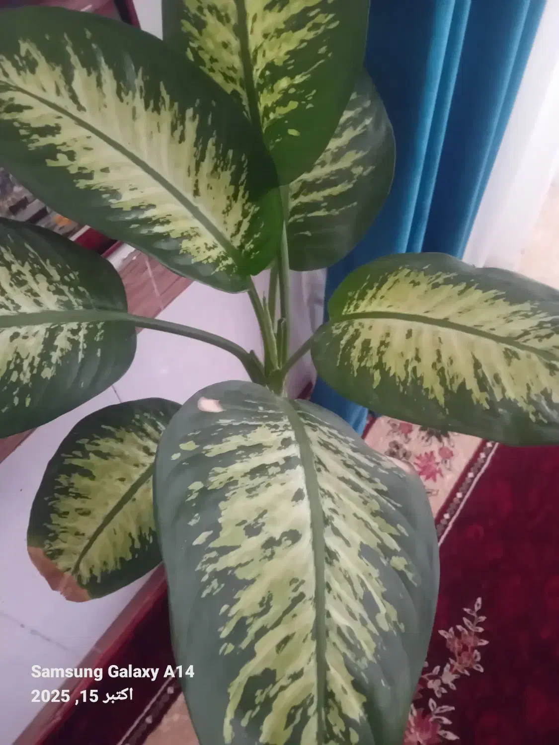 گل آپارتمانی و ویلایی|گل و گیاه طبیعی|بناب, |دیوار