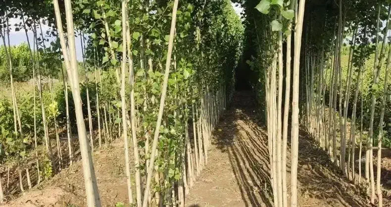 فروش ویژه انواع نهال میوه|خدمات باغبانی و درختکاری|ساری, |دیوار