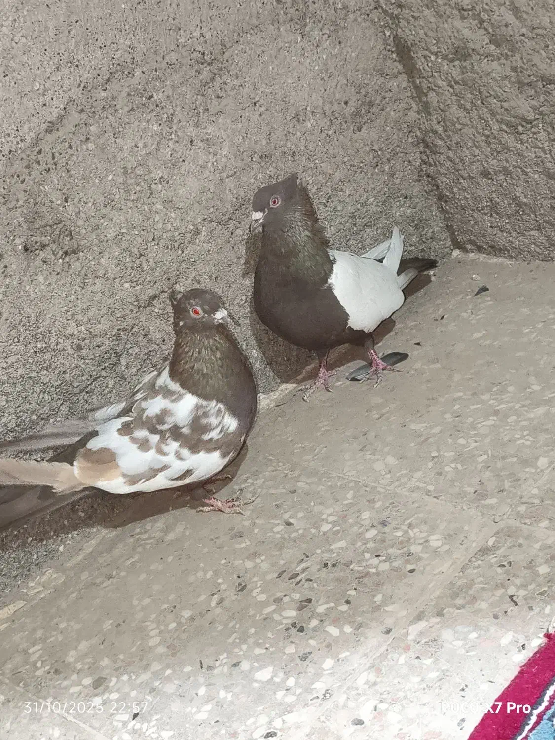 دو جفت کبوتر سینه|پرنده|هیرمند, |دیوار