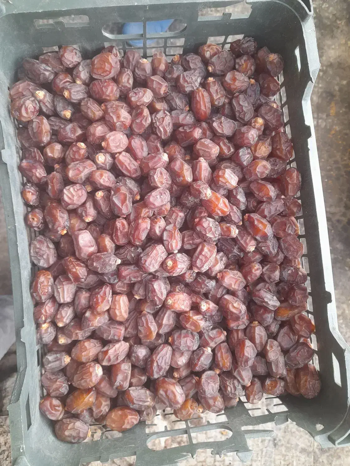 خرما مرداسنگ فله|خوردنی و آشامیدنی|منوجان, |دیوار