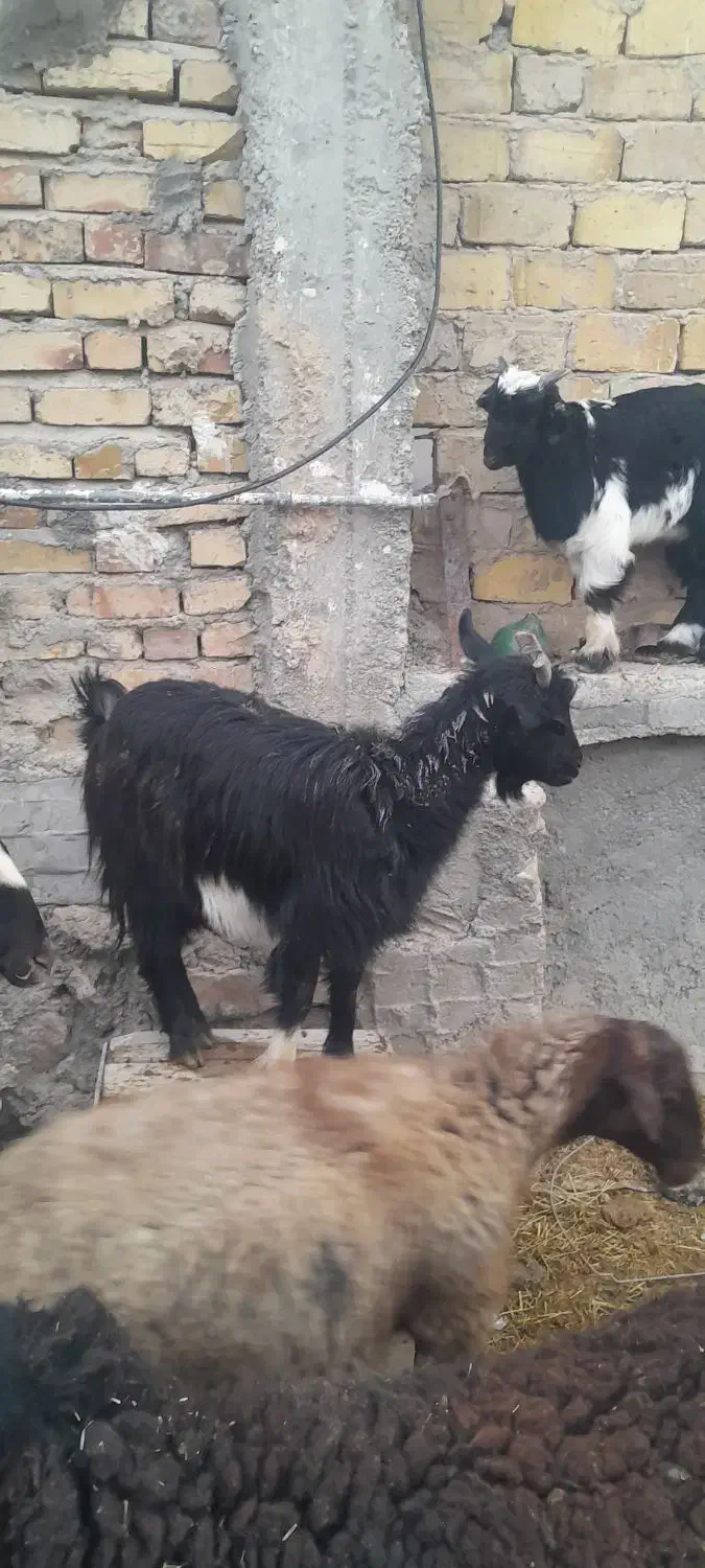 بز با بزقاله بزقاله نر دوماهه بز هم شکم اول|حیوانات مزرعه|سردرود, |دیوار