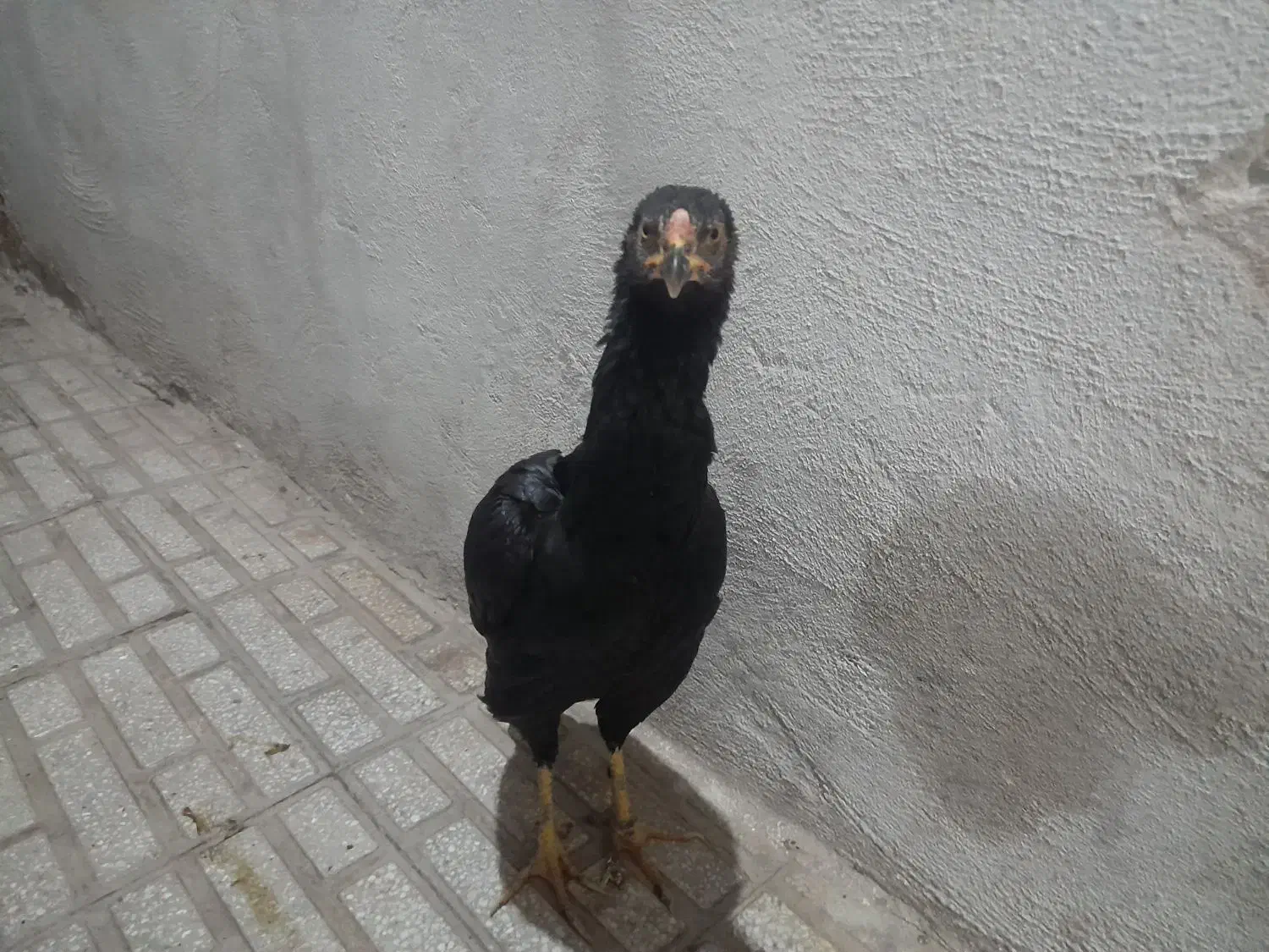 مرغ لاری اصیل با جوجه خروس دوماه هم عوض میکنم|حیوانات مزرعه|کرمانشاه, |دیوار