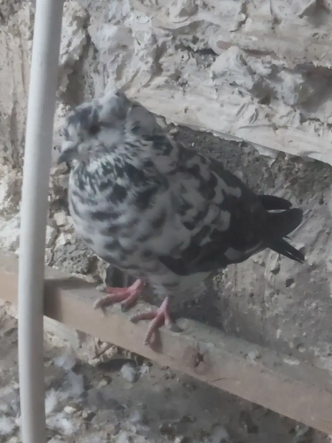 مایه کفتر|پرنده|هشتگرد, ینگی امام|دیوار