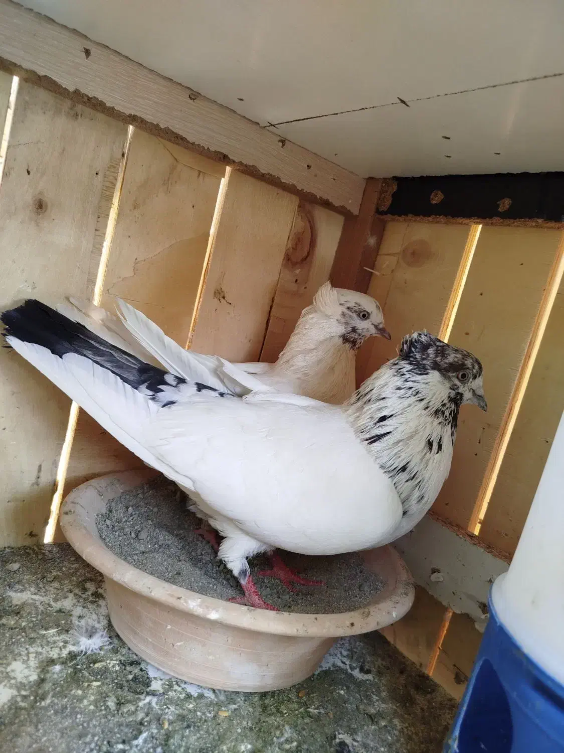 کفتر گمشده|حیوانات|اشتهارد, |دیوار