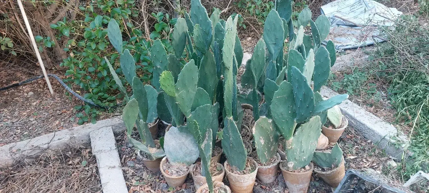 گل و گیاه نهال|گل و گیاه طبیعی|اهواز, شهرک نفت|دیوار