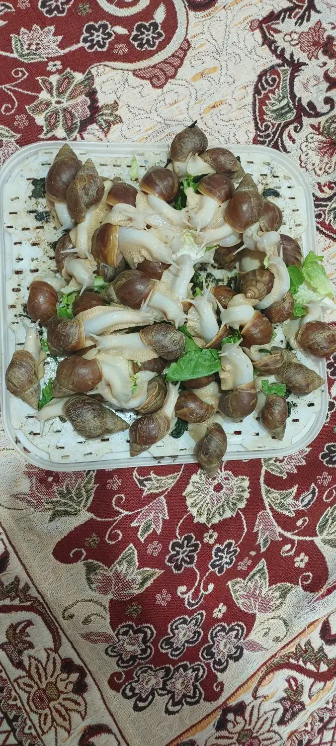 حلزون|خزنده|الشتر, |دیوار