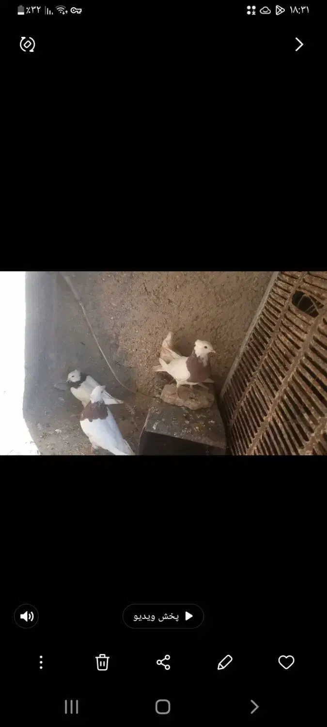 کبوتر|پرنده|ششده و قره بلاغ, |دیوار