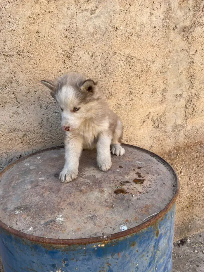 واگذاری هاسکی|سگ|شیراز, شهرک جماران|دیوار