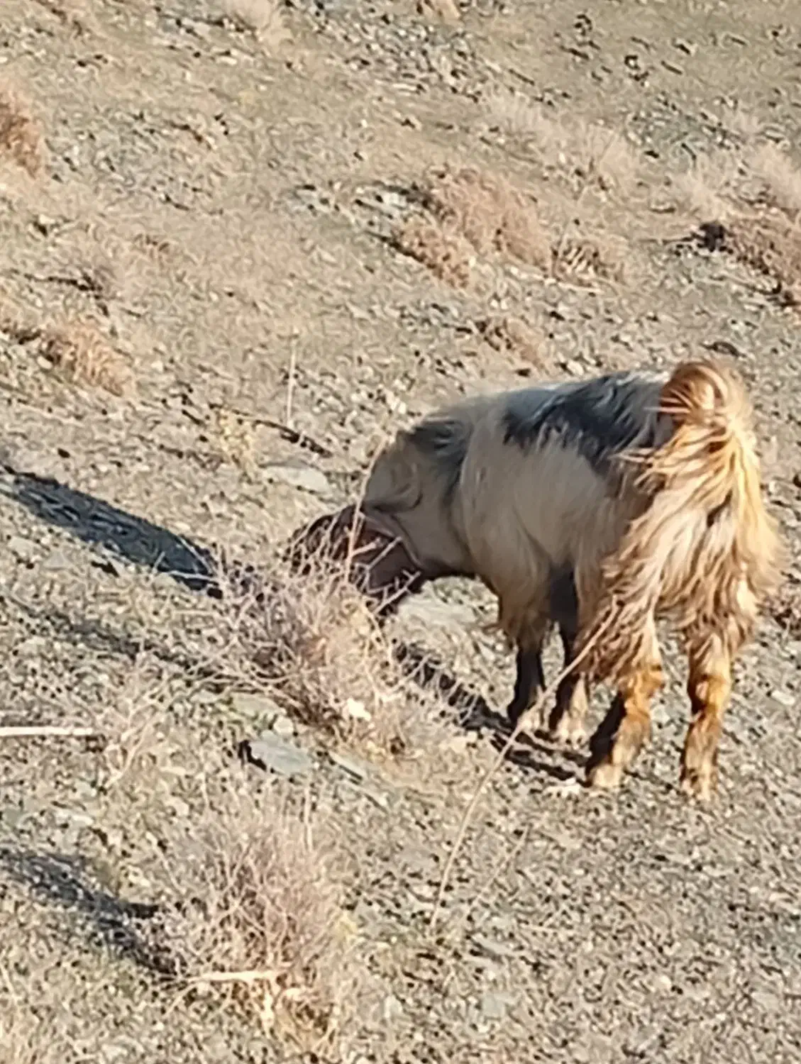چپش نر|حیوانات مزرعه|دورود, |دیوار