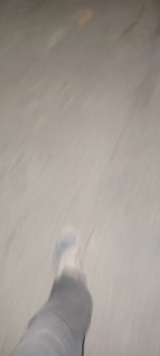 واگذاری سگ شیتزو|سگ|چهارباغ, |دیوار