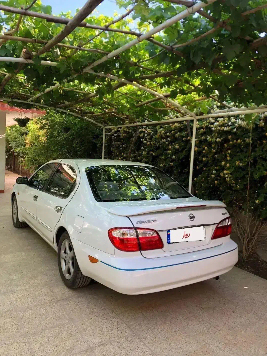 ماکسیما بسیار تمیز مدل ۸۲ رخ در حد مدل ۹۱|خودرو سواری و وانت|شاهین‌شهر, شهرک ردانی پور|دیوار