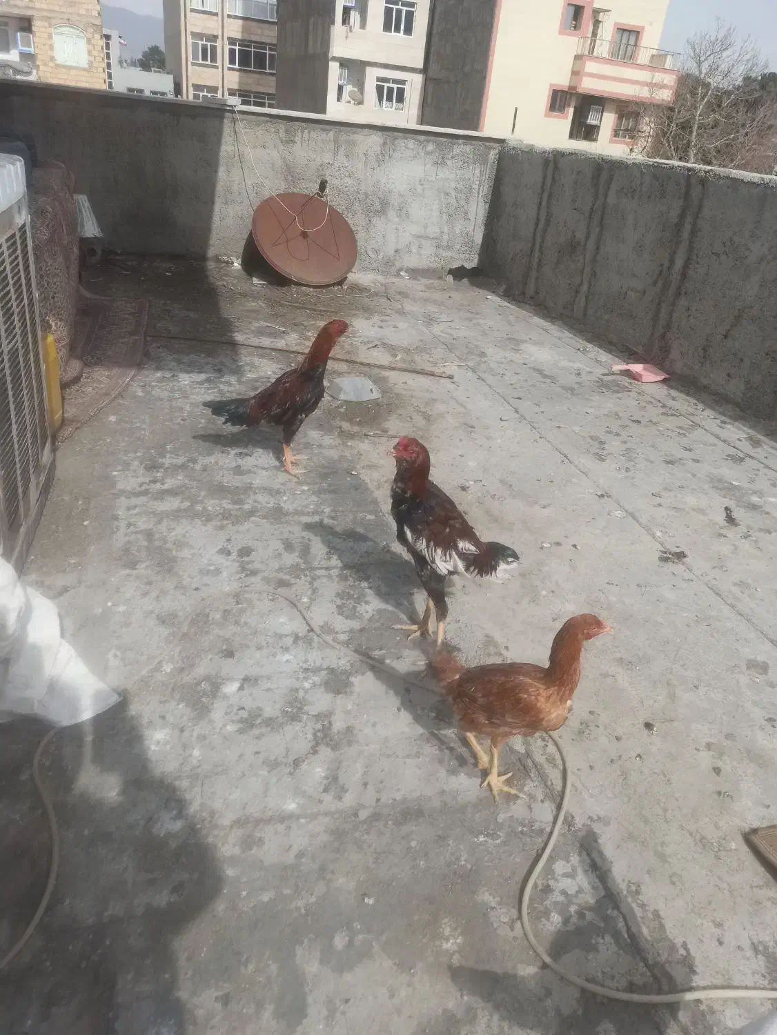 خروس لاری|حیوانات مزرعه|احمدآبادمستوفی, |دیوار