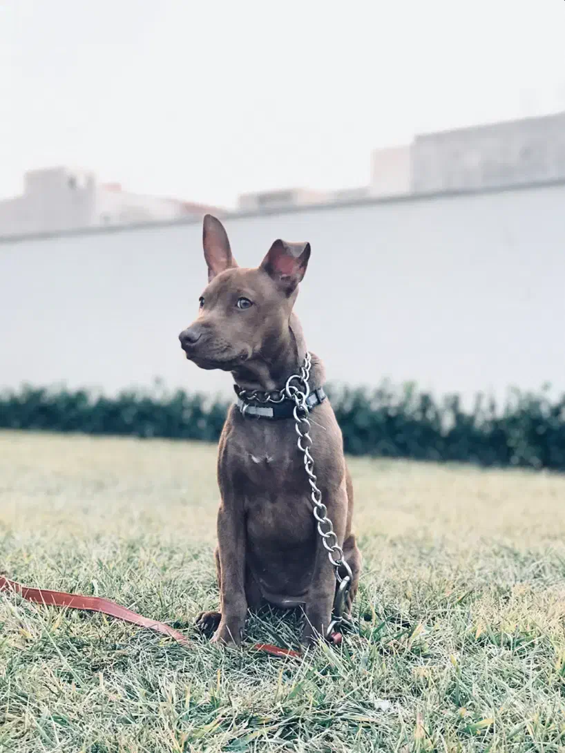 واگذاری پیتبول یک ساله با شناسنامه و واکسن|سگ|فردیس, دهکده|دیوار