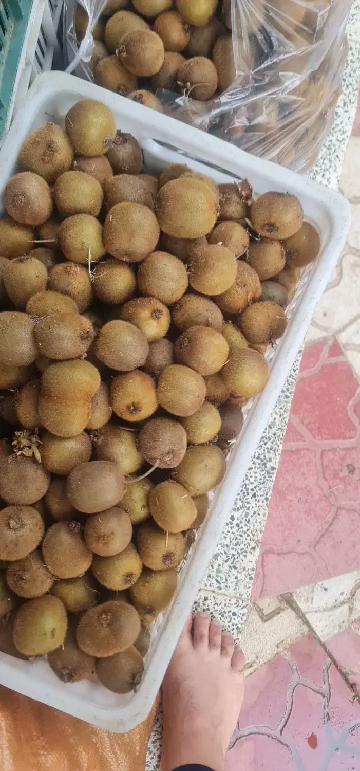 کیوی ریز موجود هست|خوردنی و آشامیدنی|حویق, |دیوار