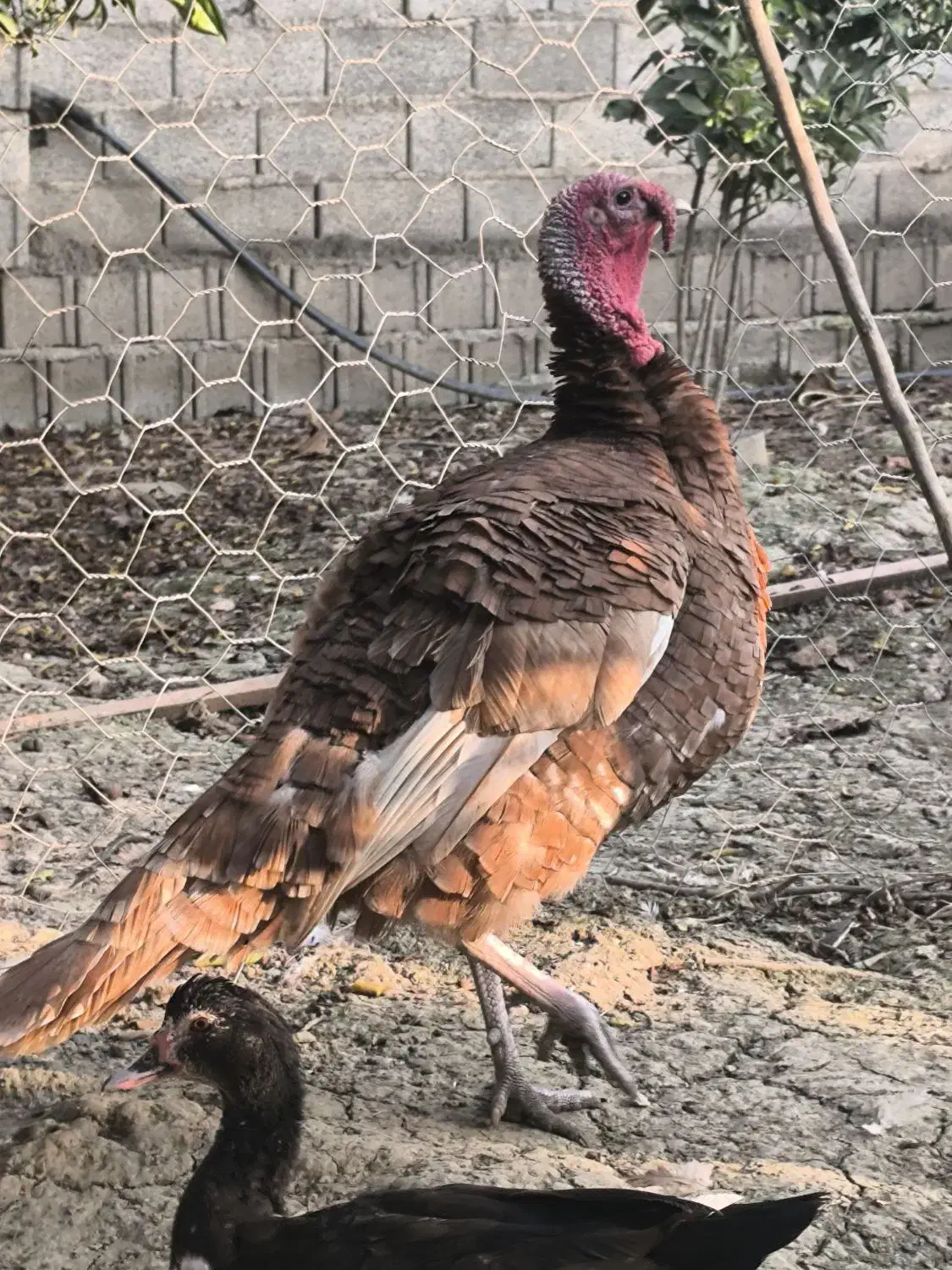 بور بورن هلندی|حیوانات مزرعه|قائمشهر, |دیوار