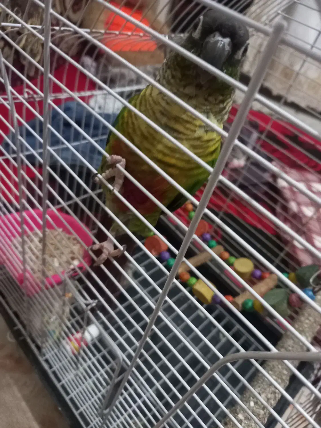 طوطی گرینچیک|پرنده|مشهد, شهید قربانی|دیوار