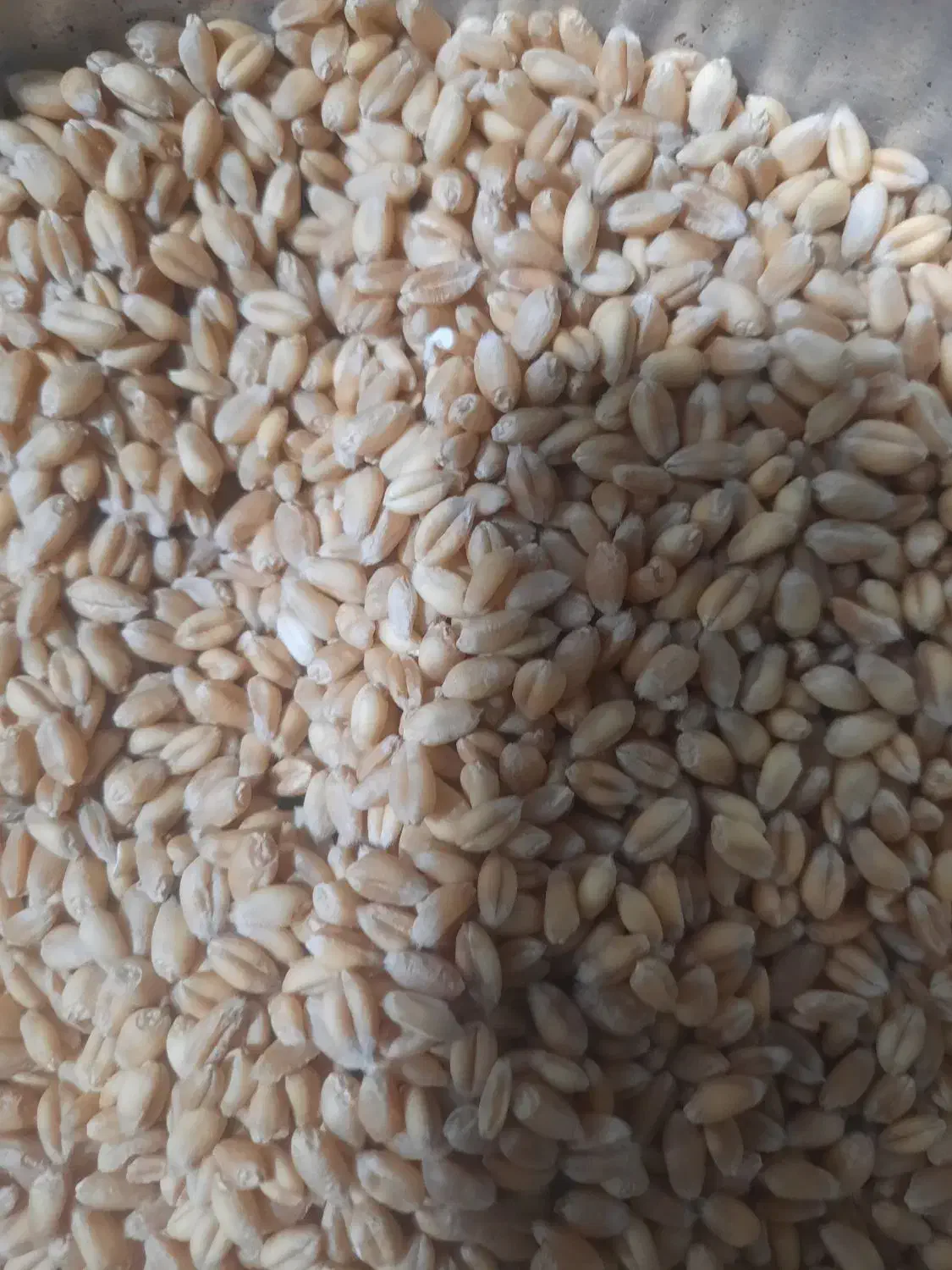 گندم|عمده‌فروشی|آباده, |دیوار