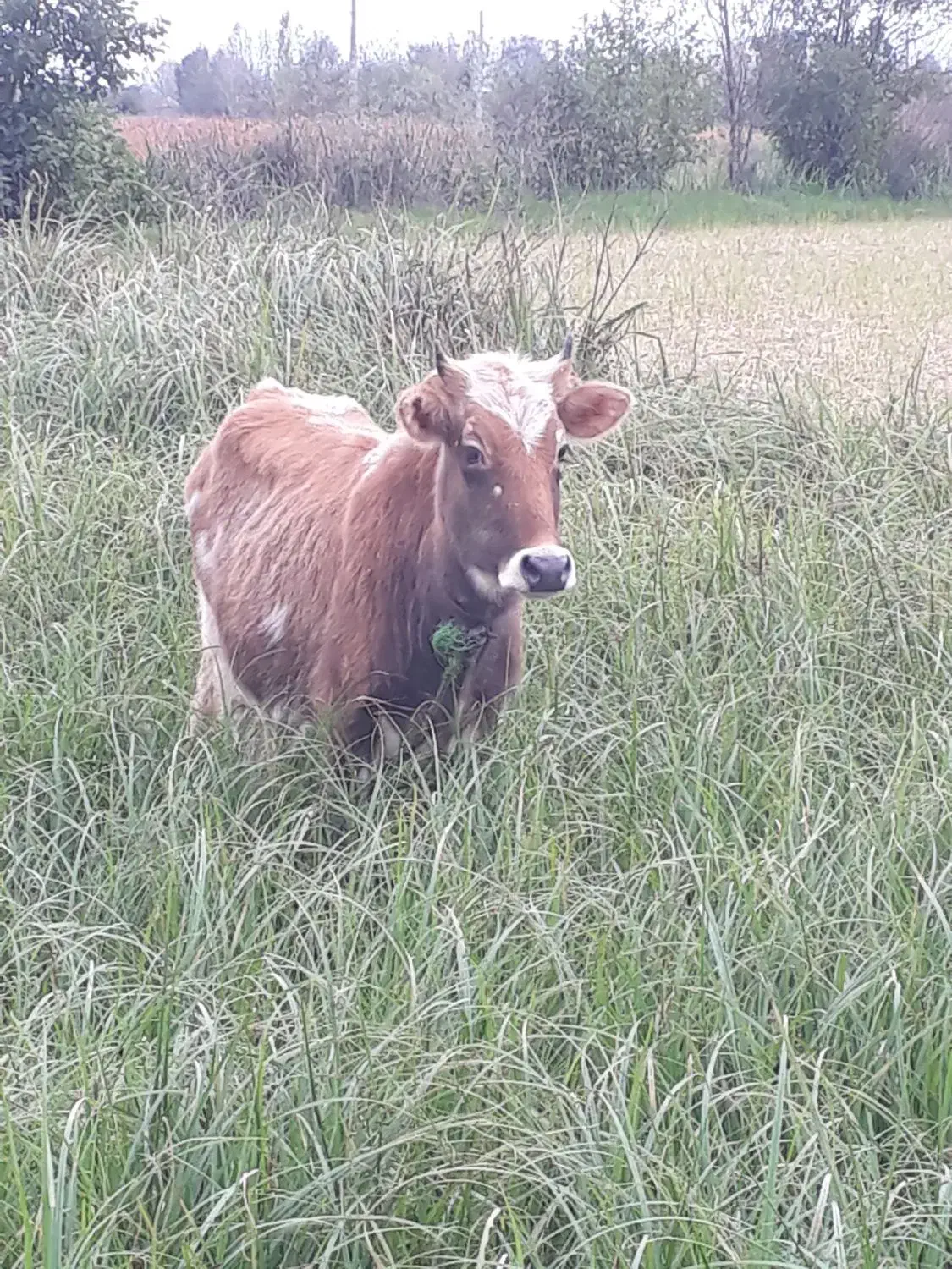 لیشه چالوسی اصیل ورزا گاو|حیوانات مزرعه|رشت, حومه رشت|دیوار
