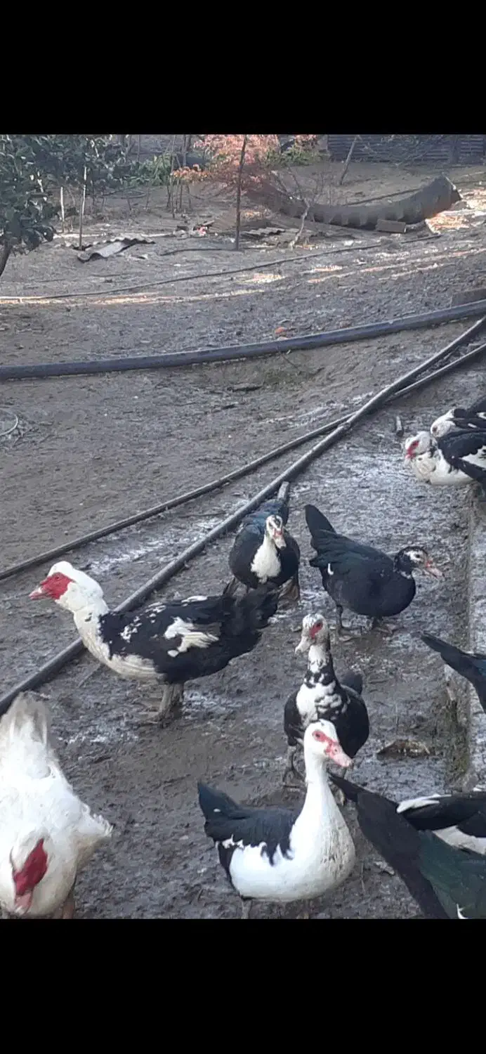 خروس محلی و اردک|حیوانات مزرعه|ساری, |دیوار