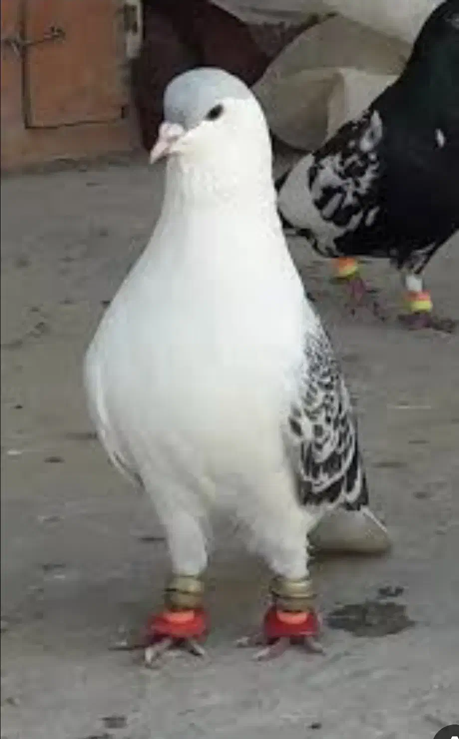 کفتر ساده افغان مگسی یا امری|پرنده|مشهد, نیزه|دیوار