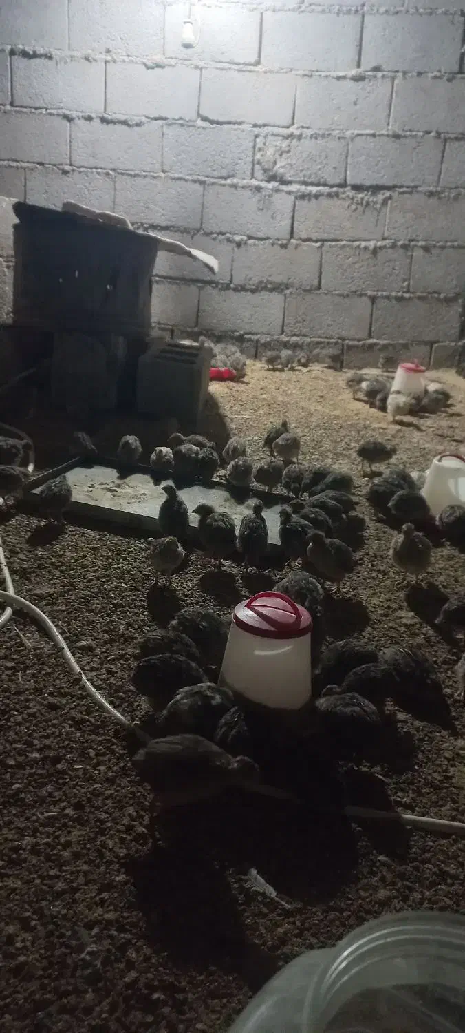 فروش بلدرچین|حیوانات مزرعه|جوانرود, |دیوار