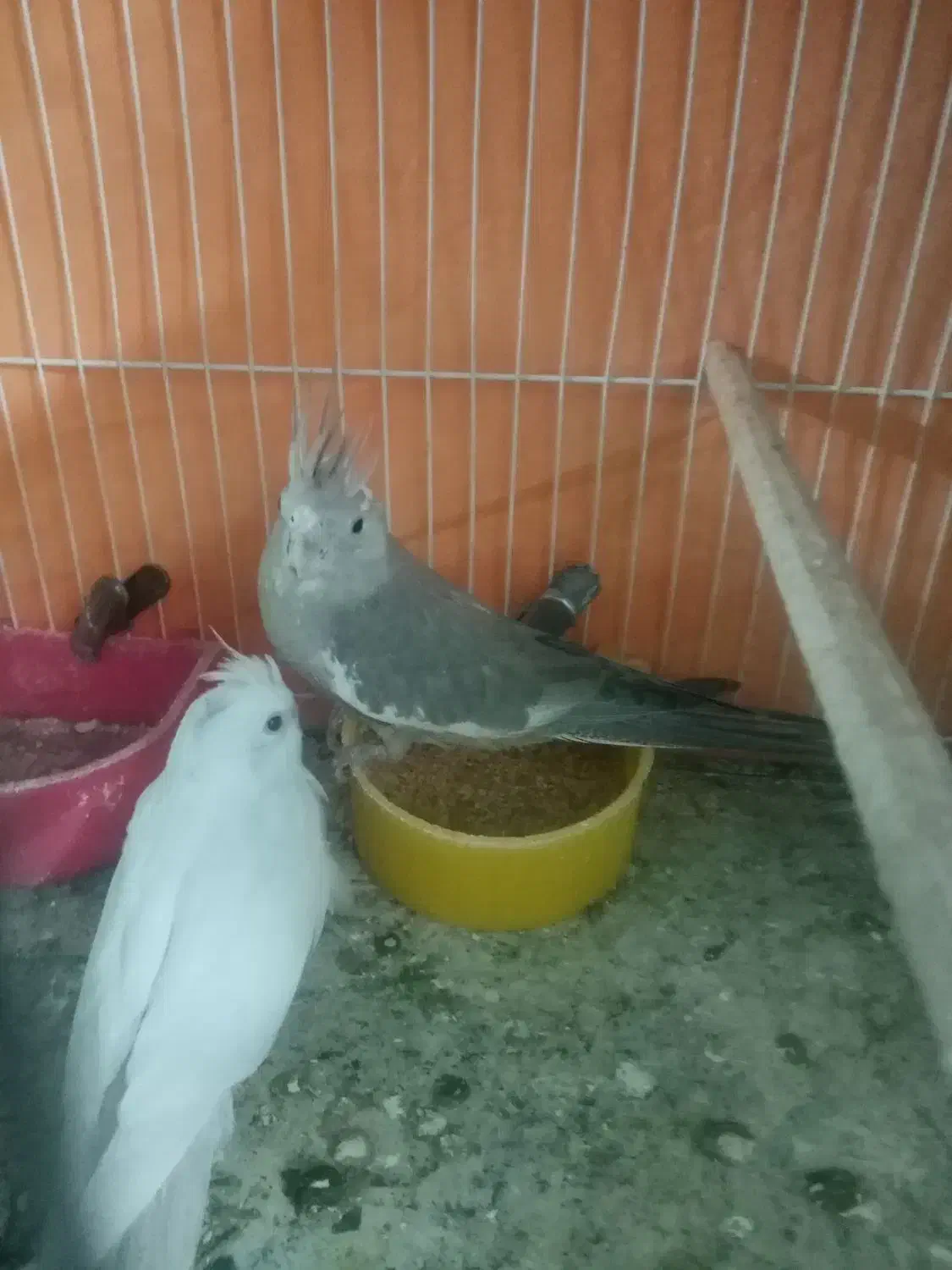 جوجه عروس هلندی|پرنده|مشهد, یوسفیه (شهرک غرب)|دیوار