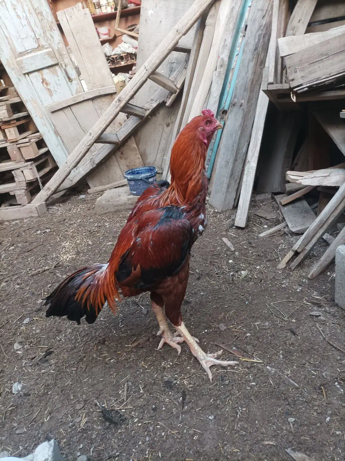 خروس لاری|حیوانات مزرعه|بناب, |دیوار